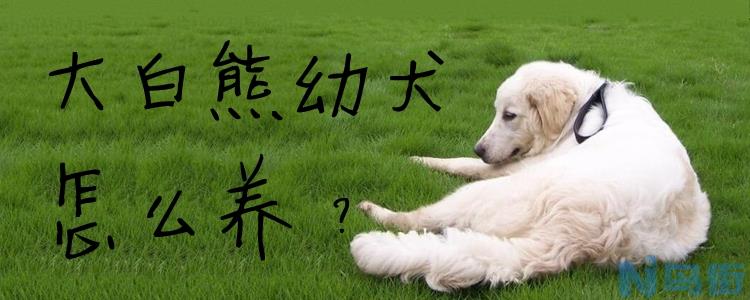 大白熊幼犬怎么养？