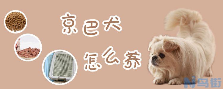 京巴犬怎么养？