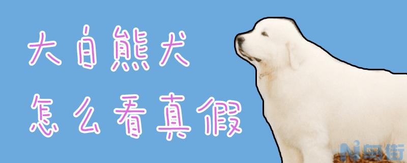 大白熊犬怎么看真假？