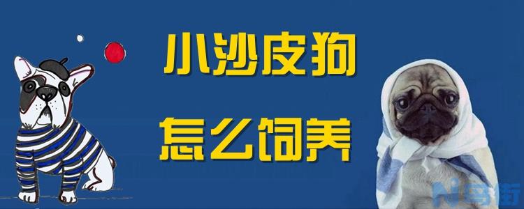 小沙皮狗怎么饲养？