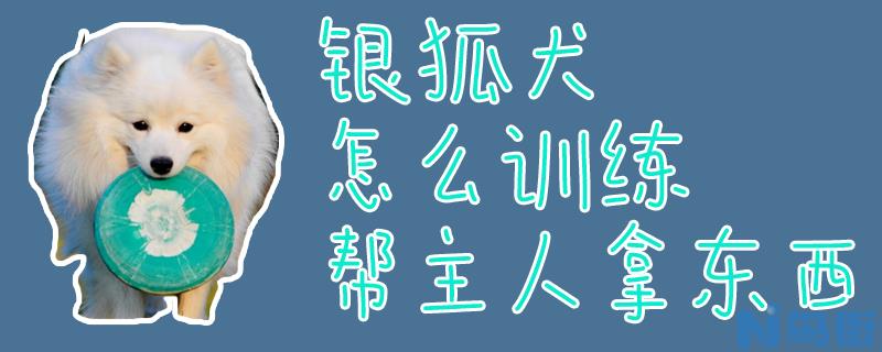 银狐犬怎么训练帮主人拿东西？