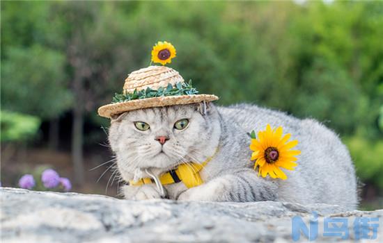 猫会挑食把自己饿死吗？