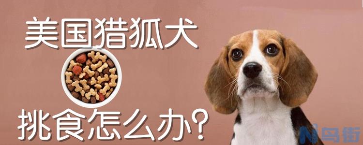 美国猎狐犬挑食怎么办？