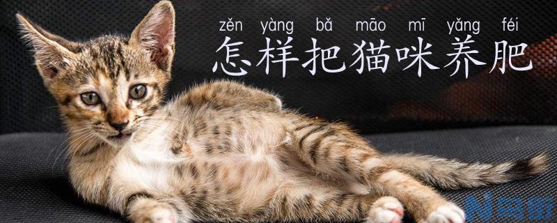 怎样把猫咪养肥？