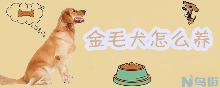 金毛犬怎么养？