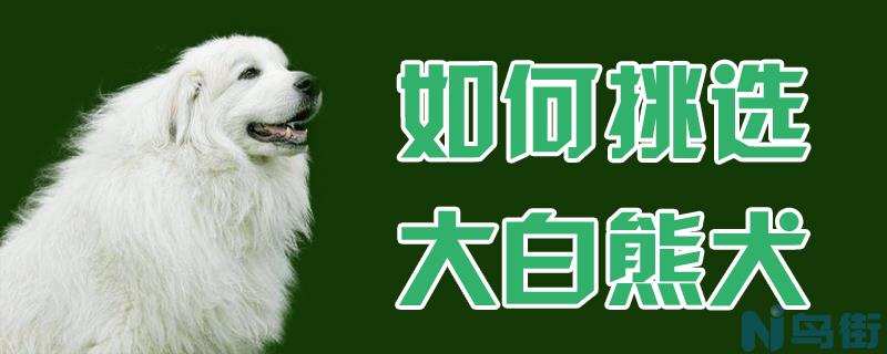 如何挑选大白熊犬？