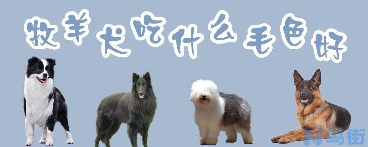 牧羊犬吃什么毛色好？