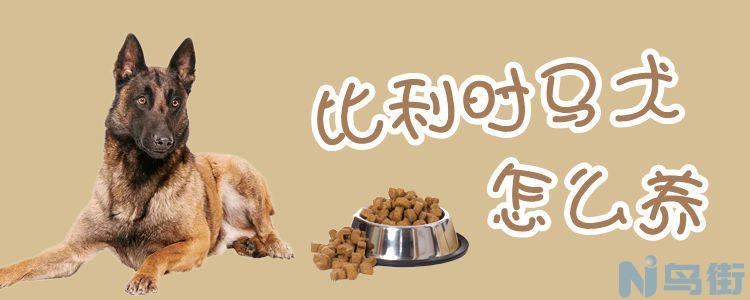 比利时马犬怎么养？