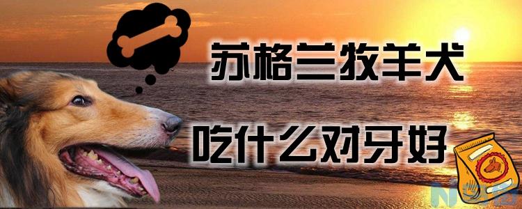 苏格兰牧羊犬吃什么对牙好？