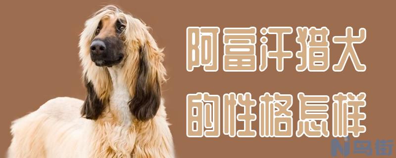 阿富汗猎犬的性格怎样？