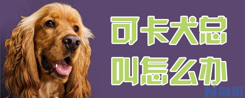 可卡犬总叫怎么办？