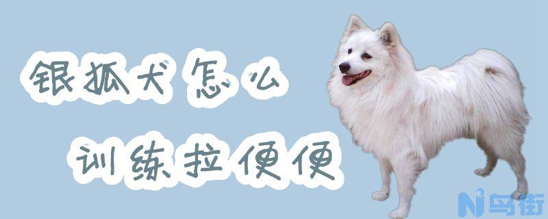 银狐犬怎么训练拉便便？