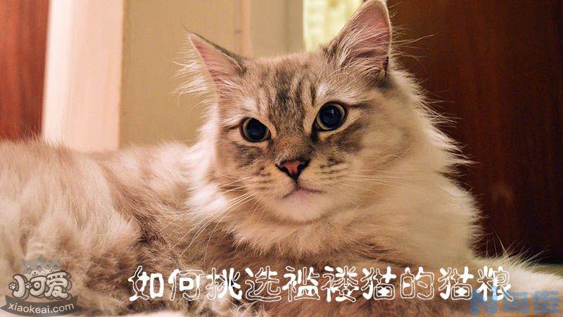 如何挑选褴褛猫的猫粮？