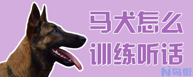 马犬怎么训练听话？