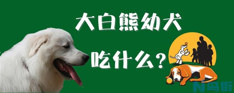 大白熊幼犬吃什么？