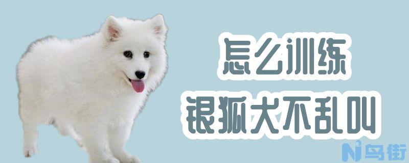 怎么训练银狐犬不乱叫？