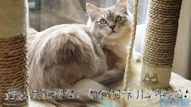 如何饲养训练褴褛猫？