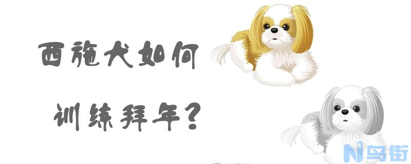 西施犬如何训练拜年？