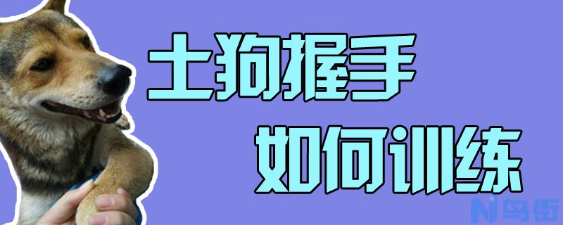 土狗握手如何训练？