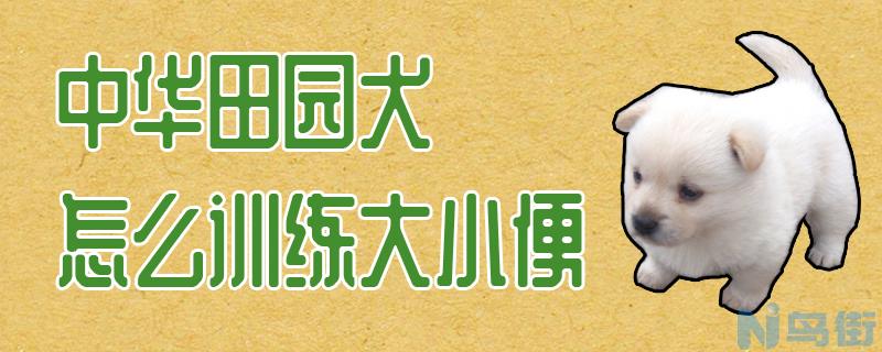 中华田园犬怎么训练大小便？