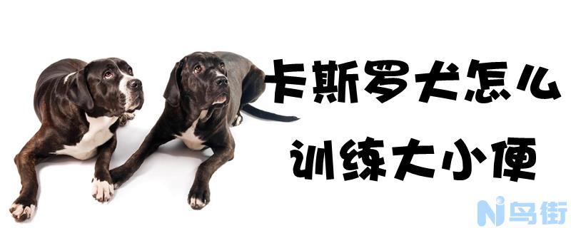 卡斯罗犬怎么训练大小便？