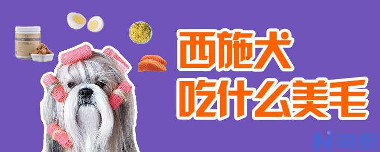 西施犬吃什么美毛？