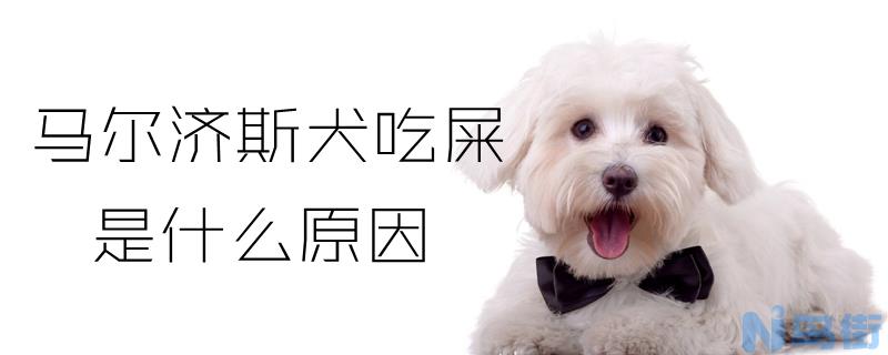 马尔济斯犬吃屎是什么原因？