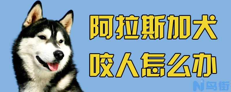 阿拉斯加犬咬人怎么办？