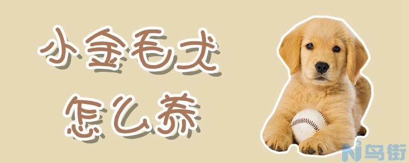 小金毛犬怎么养？