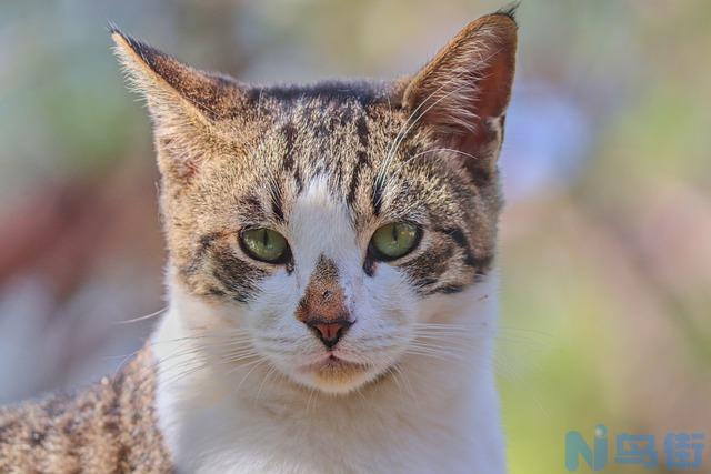 猫上火的症状有哪些？