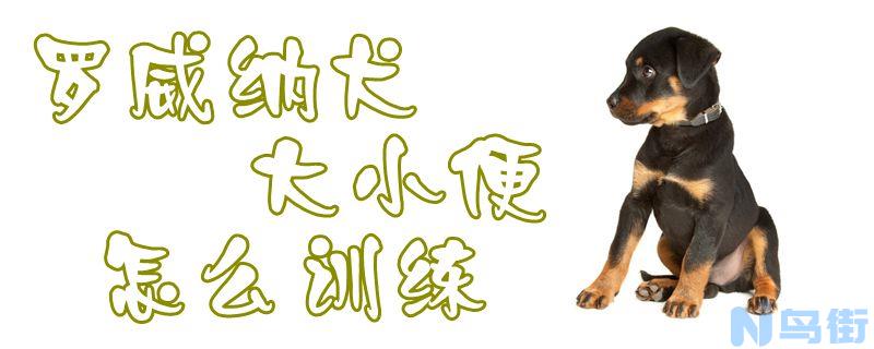 罗威纳犬大小便怎么训练？