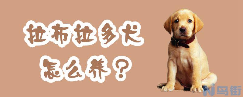 拉布拉多犬怎么养？