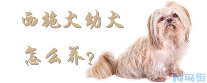 西施犬幼犬怎么养？