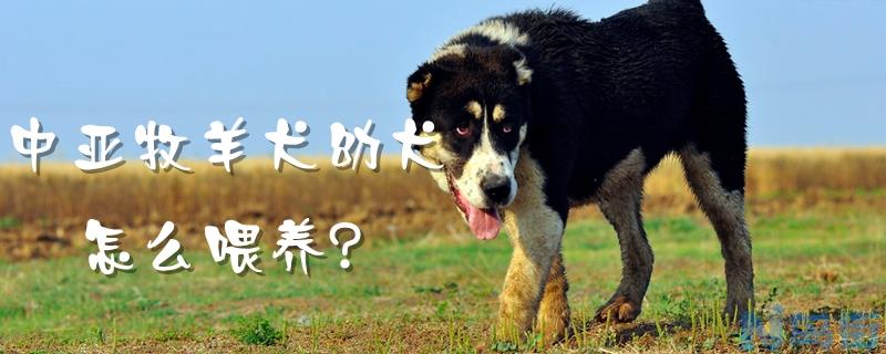 中亚牧羊犬幼犬怎么喂养？