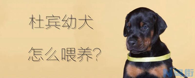 杜宾幼犬怎么喂养？