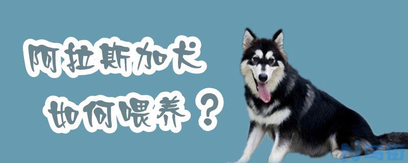 阿拉斯加犬如何喂养？