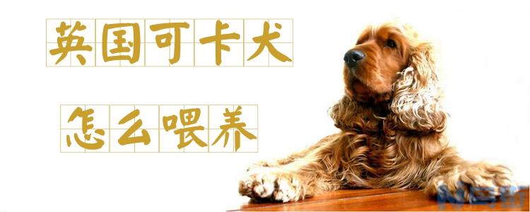 英国可卡犬怎么喂养？