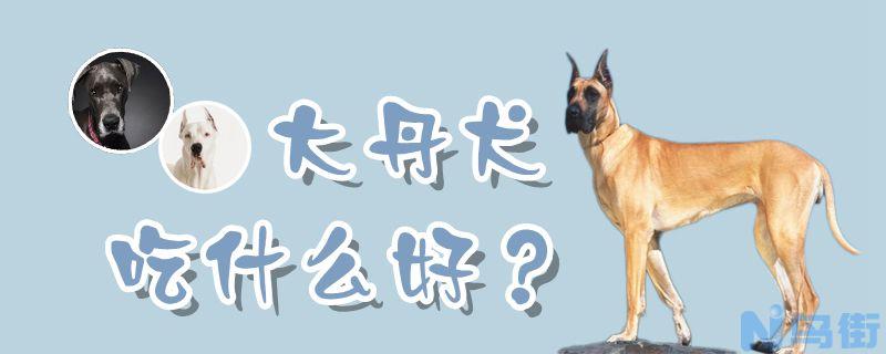 大丹犬吃什么好？