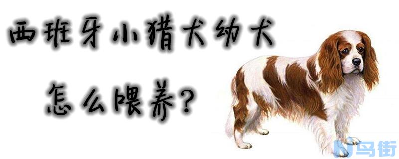 西班牙小猎犬幼犬怎么喂养？