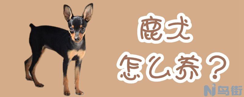 鹿犬怎么养？