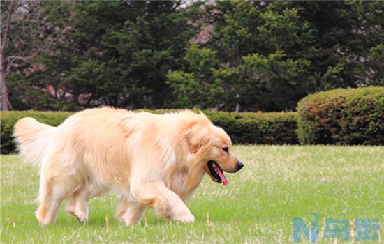 比格猎犬怎么饲养？