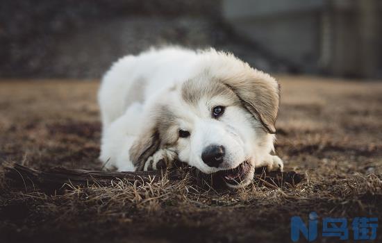 如何分辨中华田园犬的好坏？