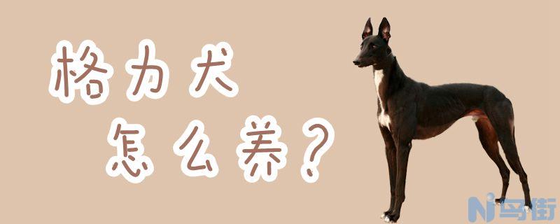 格力犬怎么养？