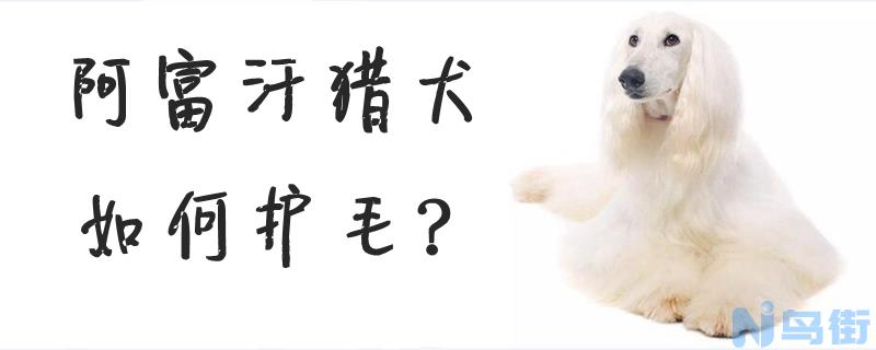 阿富汗猎犬如何护毛？