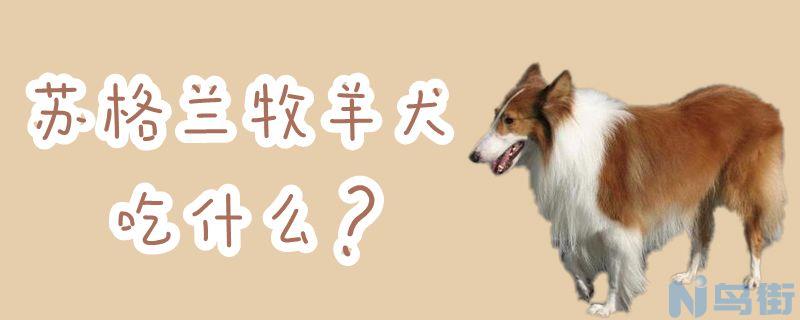 苏格兰牧羊犬吃什么？