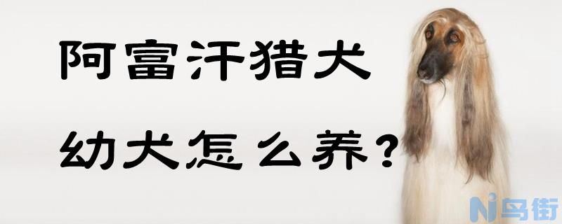 阿富汗猎犬幼犬怎么养？