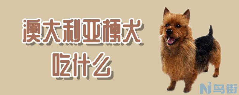 澳大利亚梗犬吃什么？