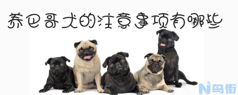 养巴哥犬的注意事项有哪些？