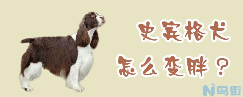 史宾格犬怎么变胖？