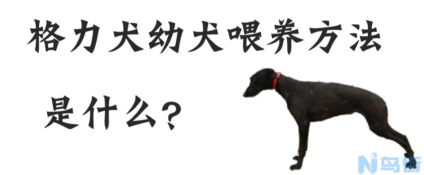 格力犬幼犬的喂养方法是什么？